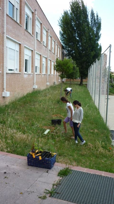 La Comissió d´Escola Verda fa una plantada d´arbres a l´INS