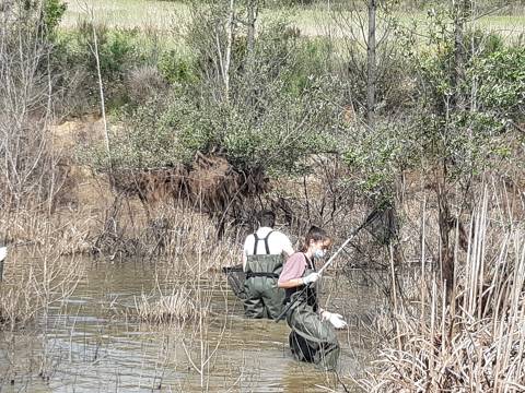 PARTICIPACIÓ AL PROJECTE AMPHIBIA 2020-2021