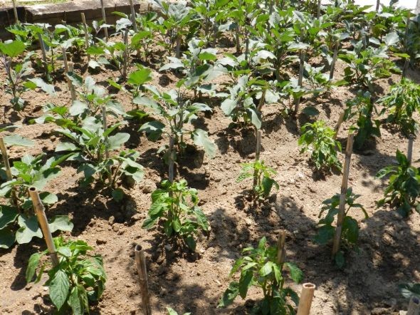 Fotos de l'hort al mes de maig