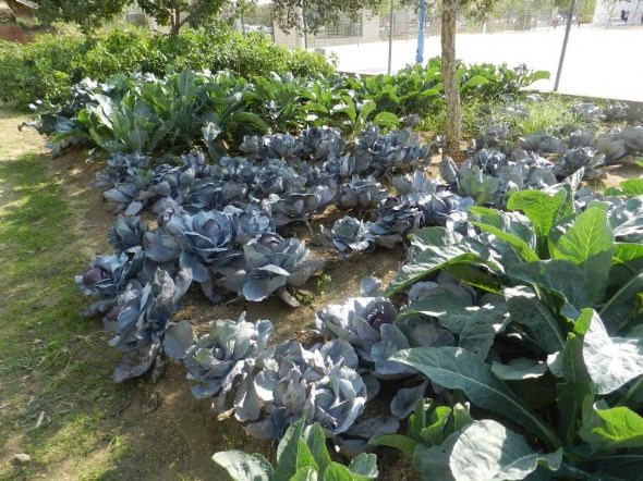 L'hort el mes d'octubre