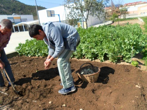 És temps de plantar patates!