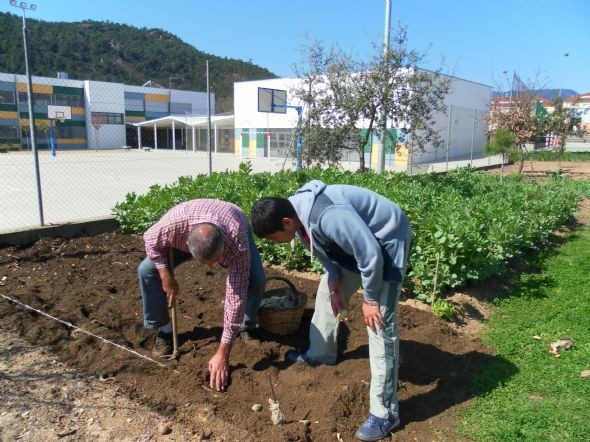 És temps de plantar patates!